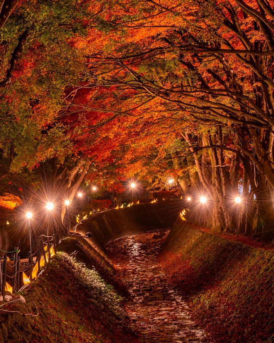 viewtabi's tweet photo. ＼びゅうたび紅葉フォトキャンペーンの応募写真をご紹介！／ 
山梨県富士河口湖町・もみじ回廊
写真提供／tsumizoさん

びゅうたびでは東日本の紅葉写真を募集中！🍁
フォローして @viewtabi と #紅葉 の2つをつけて投稿すれば応募完了です😀
詳細はこちら⇒ https://t.co/QA3GSpFuYD

#河口湖 #山梨 https://t.co/dvm6W4nXEP
