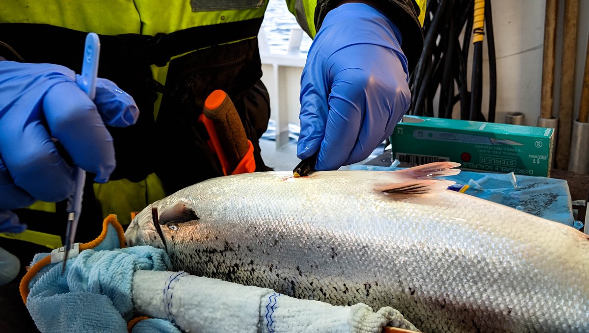 ThelmaBiotel's tweet image. @DN_no writes about us, our history, and our future. Read about it here: bit.ly/2QZUSeJ 
#acoustictelemetry #fishtagging #fishtelemetry