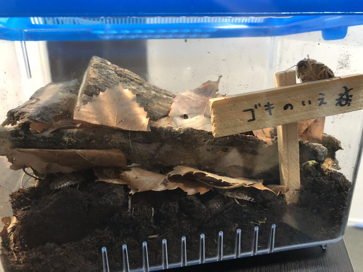 虫眼鏡 東海オンエア ゴキブリバナナめちゃくちゃ食う 虫眼鏡 東海オンエア ゴキブリバナナめちゃくちゃ食う