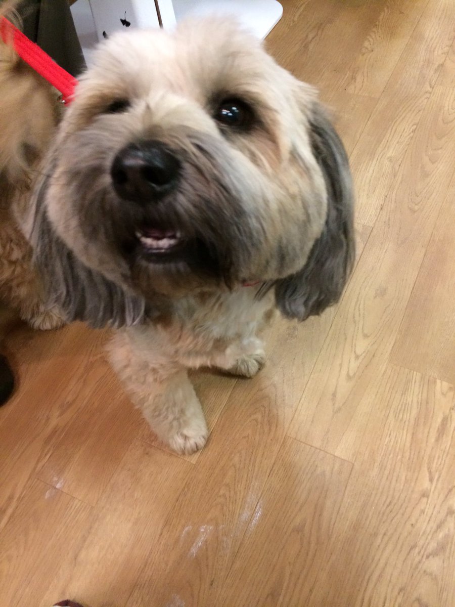 annaclements91's tweet photo. Training for our dog day is underway @alzscot @dementiadog @DogsForGoodUK @LmartinKnowinMe #dogdays #theraputic #newsupport #ComingSoon https://t.co/gW63raxo4x