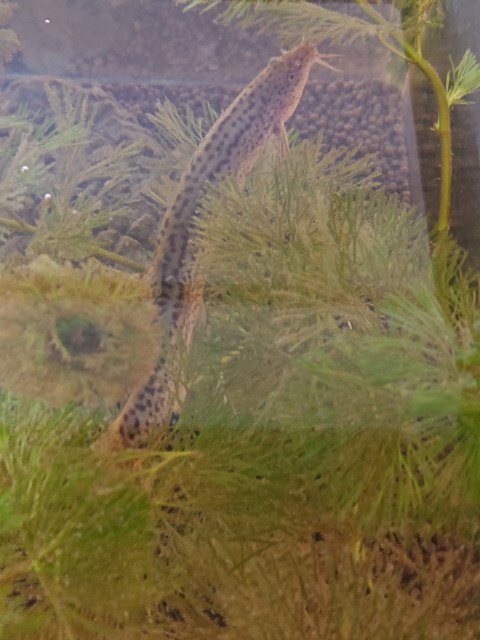 クロイヌ こんにちは 私の魚たちを紹介します ドジョウとメダカを飼っていまして ドジョウとは5年の付き合いです 水草の上で寝ているドジョウを見ていると 癒されますね 鑑賞魚 魚が好き