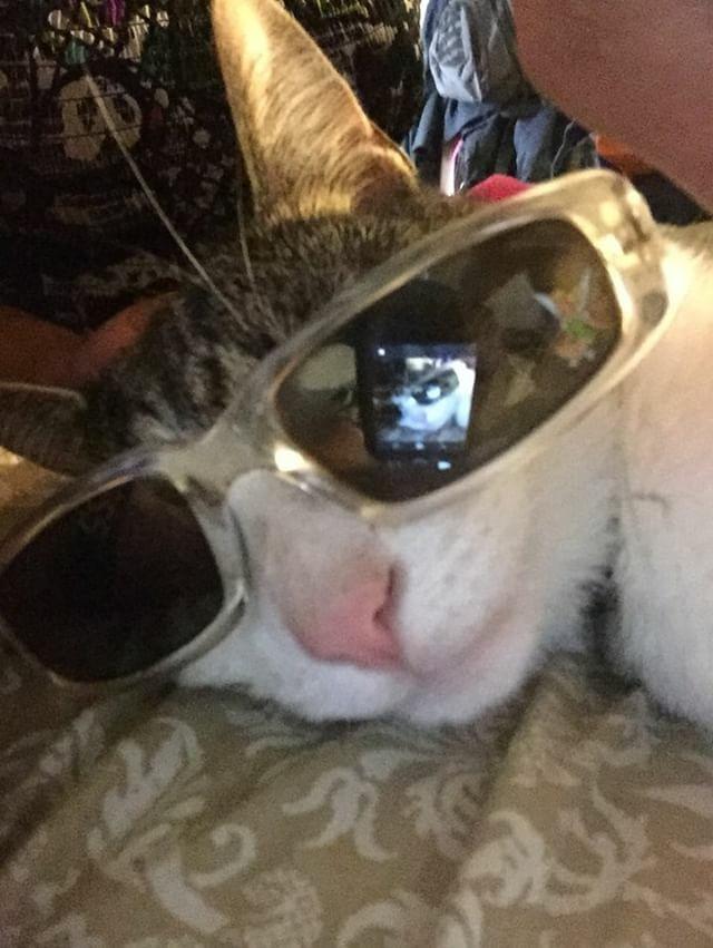 Hi_ImGooby's tweet photo. Can y'all wish my son a happy birthday so I can show him that he's loved by everyone even though his dumbass can't read 😂🐱💜🤷🏽‍♀️ https://t.co/oHPk4P9g0x