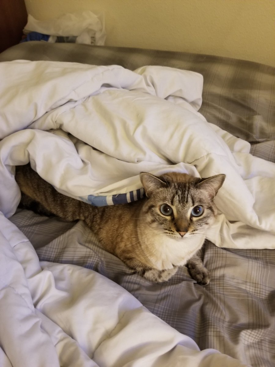 Terrowin2's tweet photo. Apparently it's time for bed. 😴 https://t.co/d9tBUbEYCh