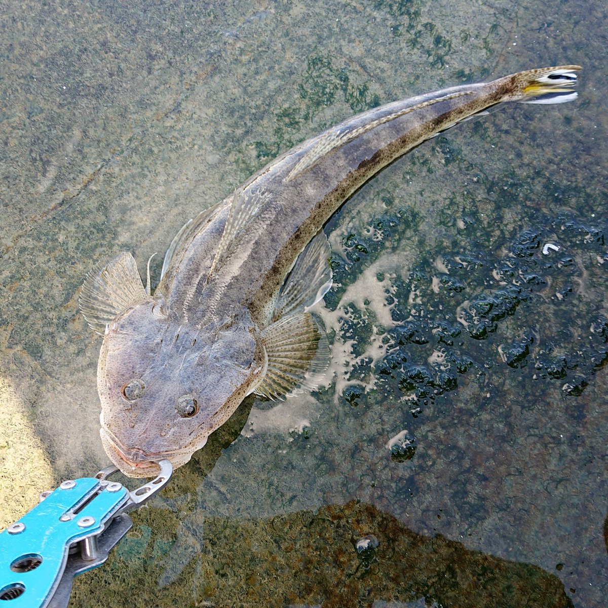 人工知能の夫 40cmの コチ 釣った 一切暴れなかったので 根掛かりかと思ったw 取り込み直前に激しくヘッドシェイクして慌てました ジグヘッド デルタマジック ワーム アクアウェーブ スパーク40 ルアーフィッシング マイクロワインド