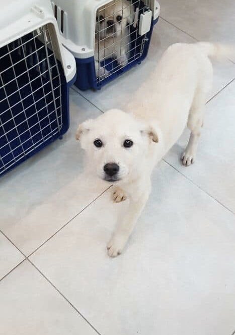JAdoptions's tweet photo. 3mo old girl, Kyra looking for a home! Help pass the message 💕 Follow the link to inquire or donate for our cause in Korea as these dogs need a families!

https://t.co/h4TH5DDgnP

#koreanjindo #jindo #jindolove #jindoloveadoption #puppy #rescue #adoptdontshop https://t.co/vcpKHu2gsQ