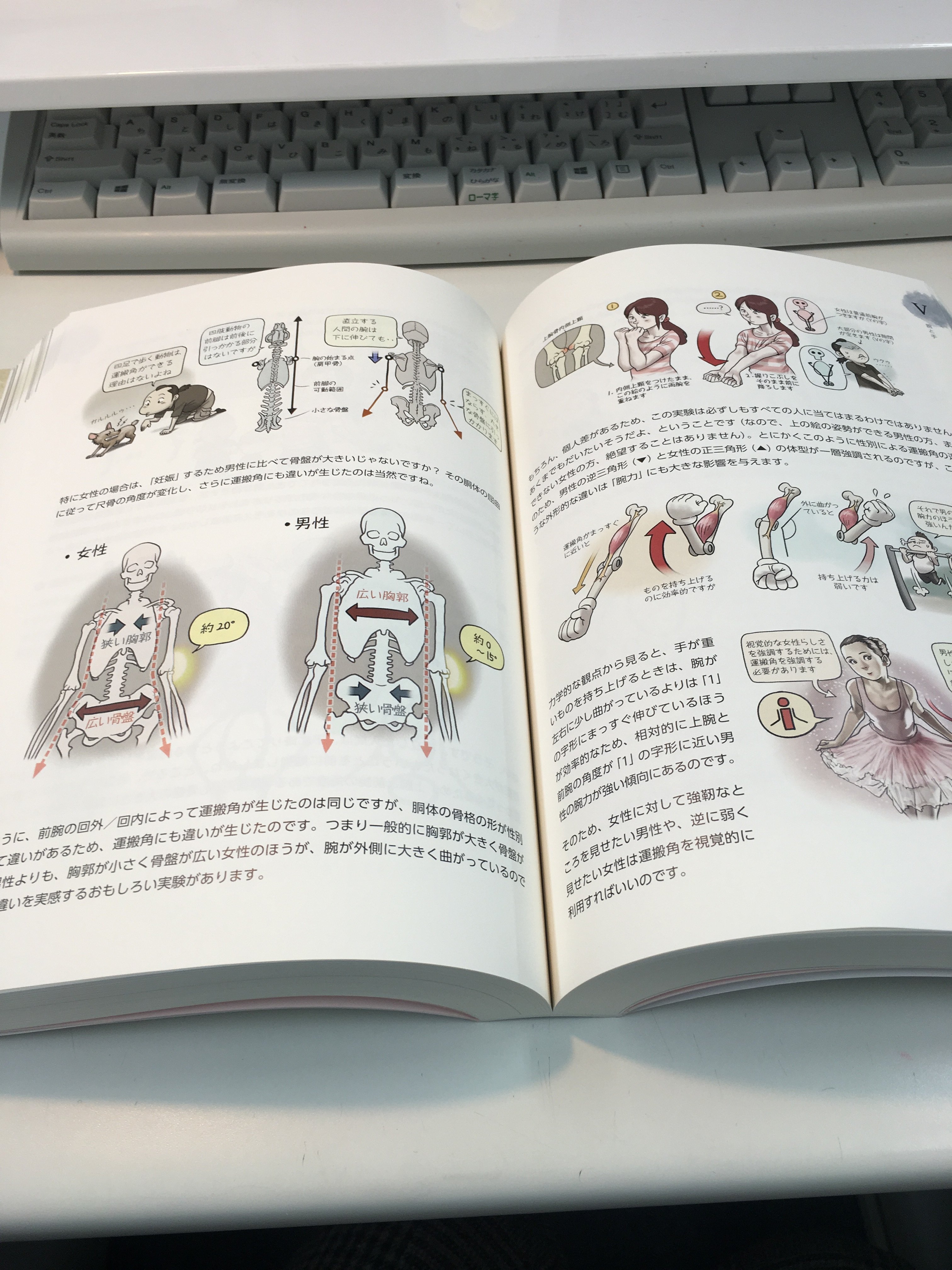 ソッカの美術解剖学ノート