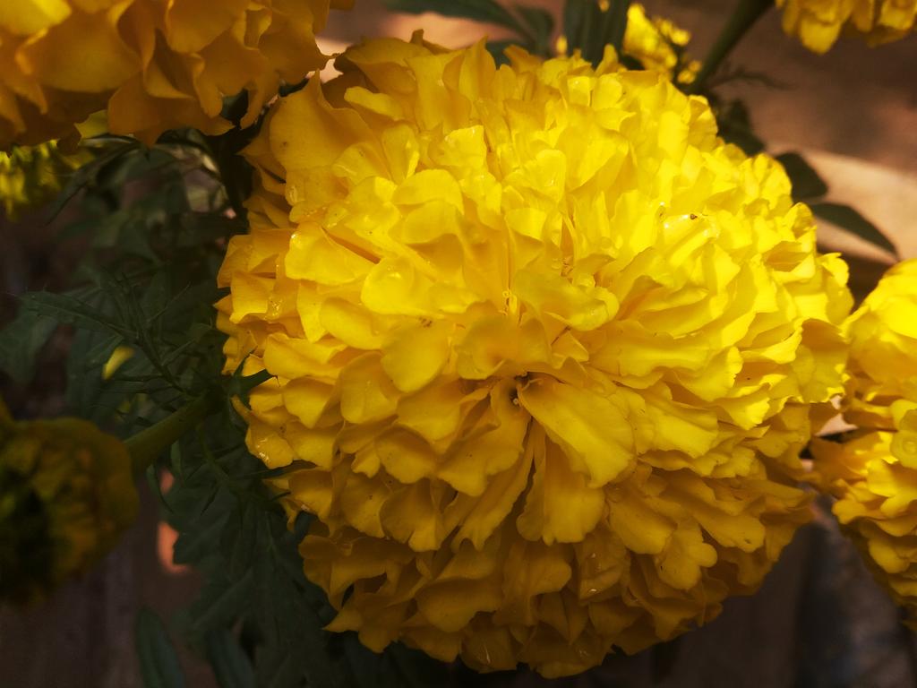 hridoybarman66's tweet photo. #ShotOnRedmiY2 https://t.co/r7OihbakCQ
