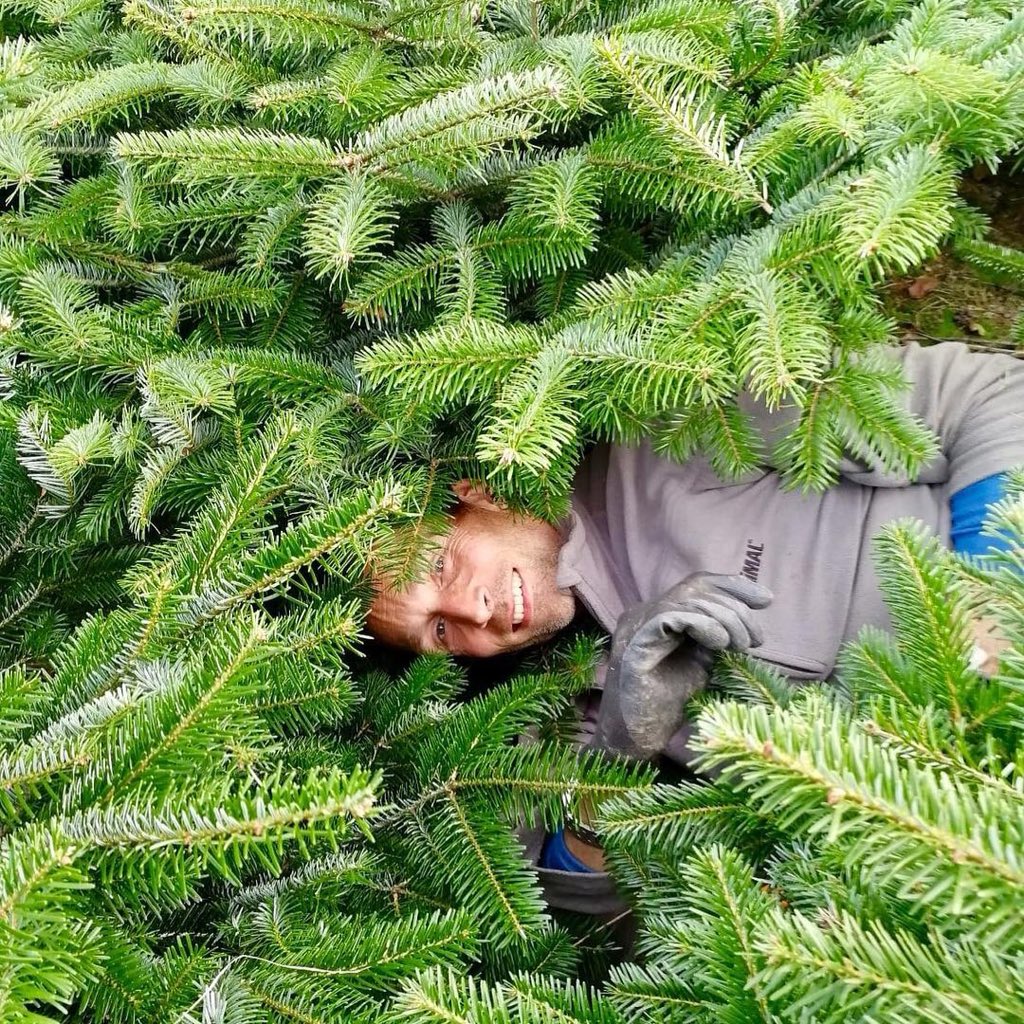 Christmas Trees East Grinstead tweet media