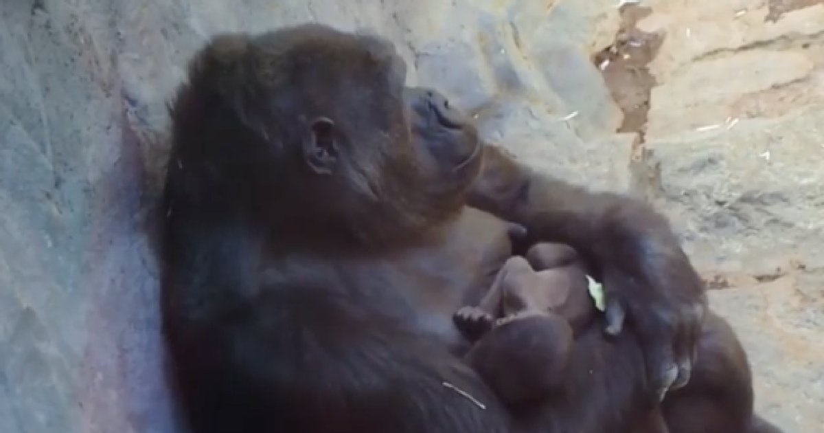 Условия размножения