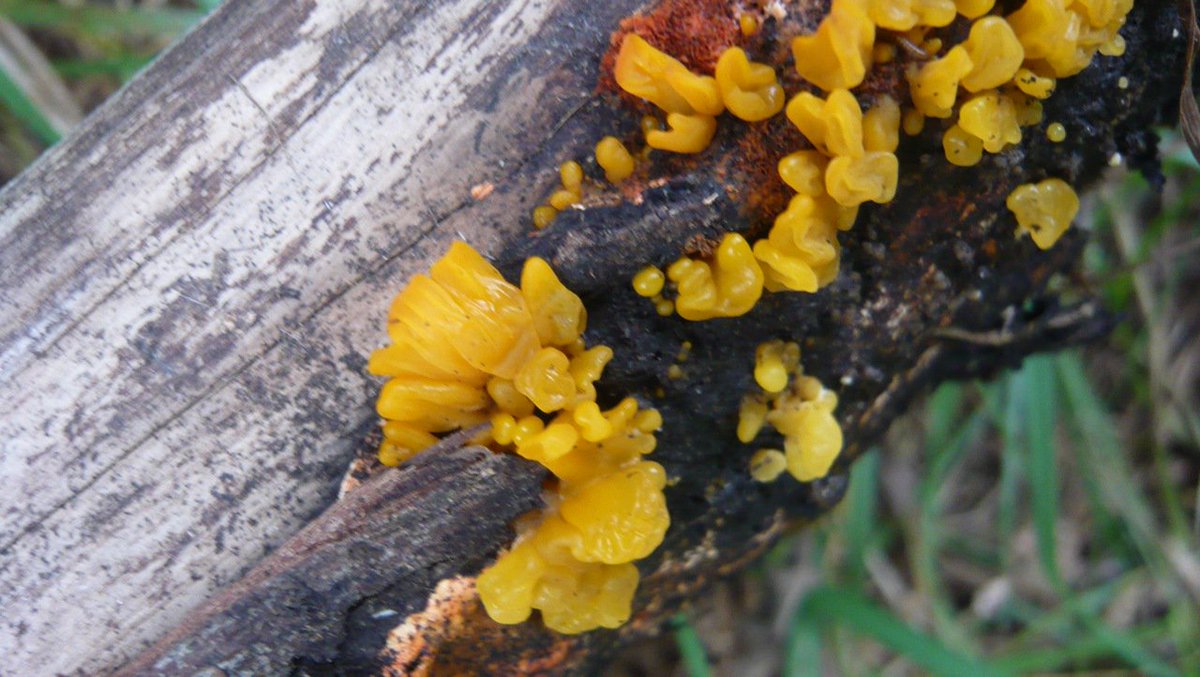 SCMicologia's tweet photo. Dacryopinax spathularia 
Noviembre 13 del 2018
Humedal de Córdoba . Bogota, Colombia... 
Observacion: Juan Camilo Rodriguez Martinez...
@humedalesbogota @CordobaHumedal https://t.co/iGUQaLJXFf