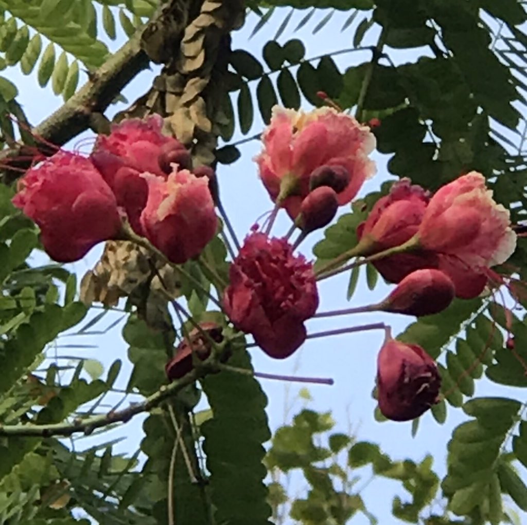 Flame Trees with red-coloured flowers are more ubiquitous, but here is a pink-coloured one. And a red one for the record. From the wilderness of  #JimCorbett