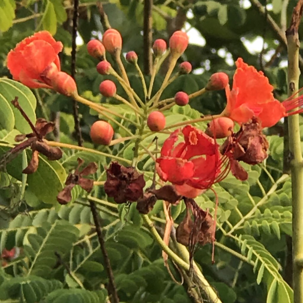 Flame Trees with red-coloured flowers are more ubiquitous, but here is a pink-coloured one. And a red one for the record. From the wilderness of  #JimCorbett