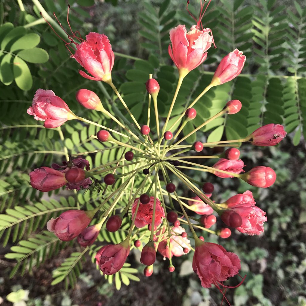 Flame Trees with red-coloured flowers are more ubiquitous, but here is a pink-coloured one. And a red one for the record. From the wilderness of  #JimCorbett