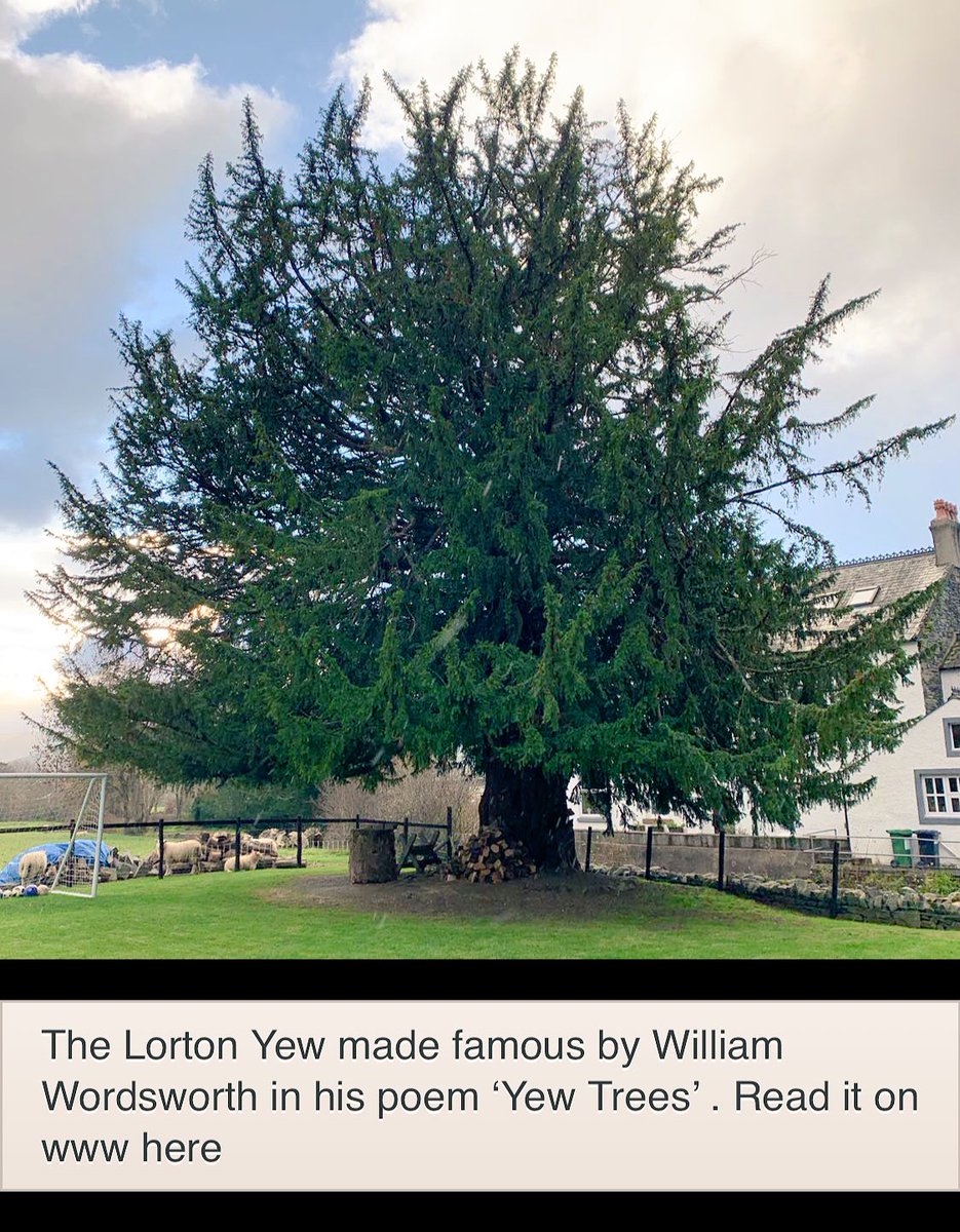 TiCLme's tweet photo. ‘THERE is a yew-tree, pride of Lorton Vale,
Which to this day stands single, in the midst
Of its own darkness, as it stood of yore ...’
William Wordsworth ~ Yew Trees
@Wordsworthians @VisitBritain
Great Trees of Britain #GTOB @NotJustLakes @NaturalEngland https://t.co/NNS7jwA18q