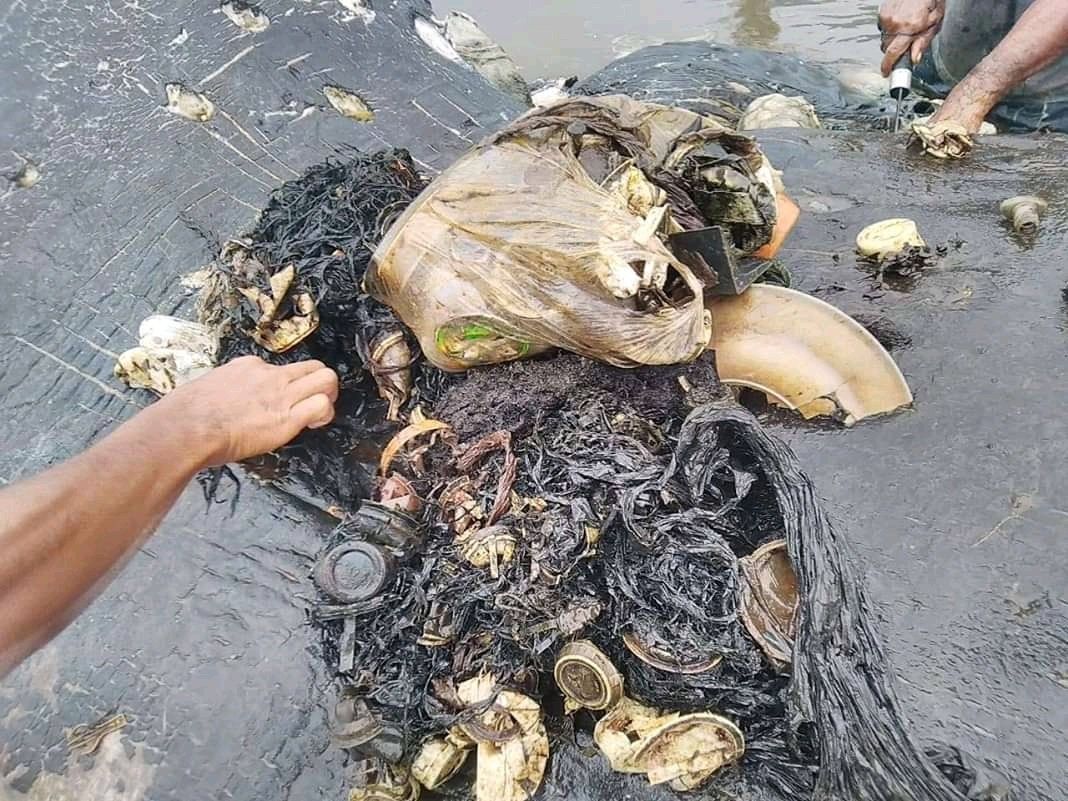 Endonezya'da karaya oturmuş ölü bir balinanın midesinden çıkanlar. 115 plastik bardak, 25 plastik market poşeti ve bir çift plastik plaj terliği..