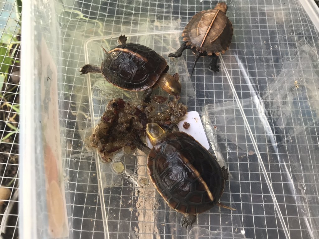 chanjh917's tweet photo. Chinese box turtles 黄缘盒龟 little and cute. https://t.co/B5sUEguf4Q