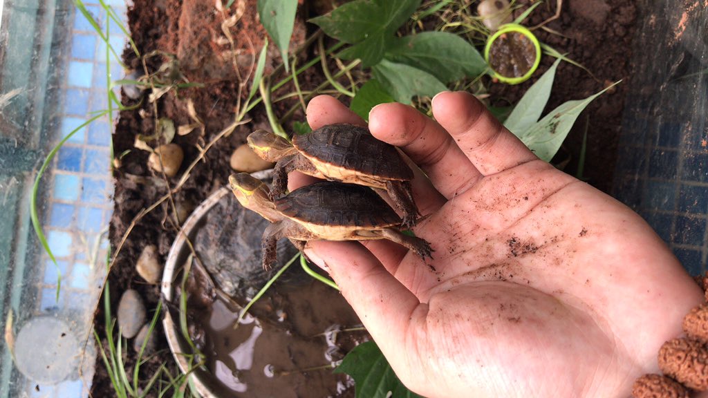chanjh917's tweet photo. Chinese box turtles 黄缘盒龟 little and cute. https://t.co/B5sUEguf4Q