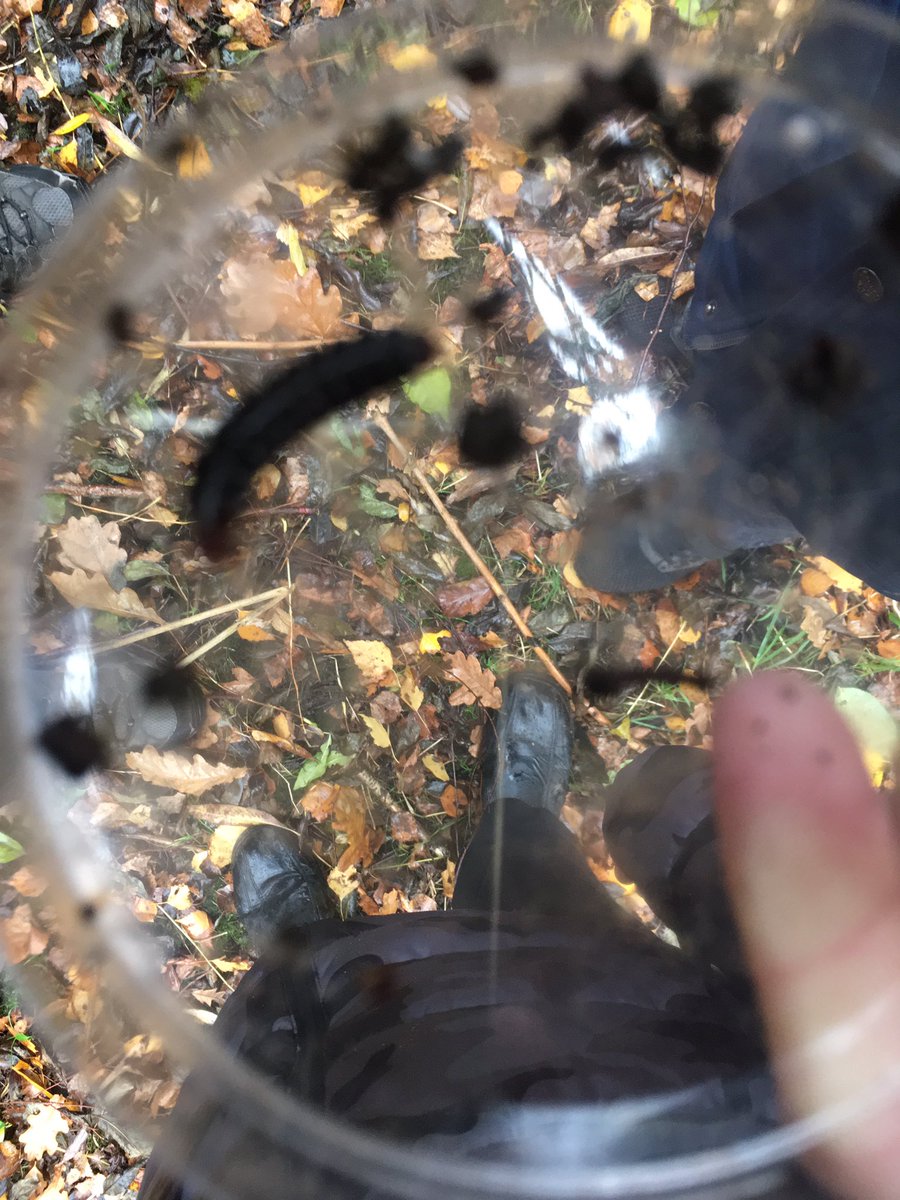 Moreton year 7 brave the sleet and cold condition to explore Smestow Brook. They found ants, spiders, slugs, worm, wood lice, snails, insect larvae and a large unnamed beetle like centipede.
it#challenge#johnmuiraward
<a href="/MissCJRoss/">Miss Ross</a> 
<a href="/MoretonForest/">Moreton Forest</a> 
<a href="/AldersleyHighSc/">AldersleyHighSchool</a> 
<a href="/PendefordMill/">Pendeford Mill</a>