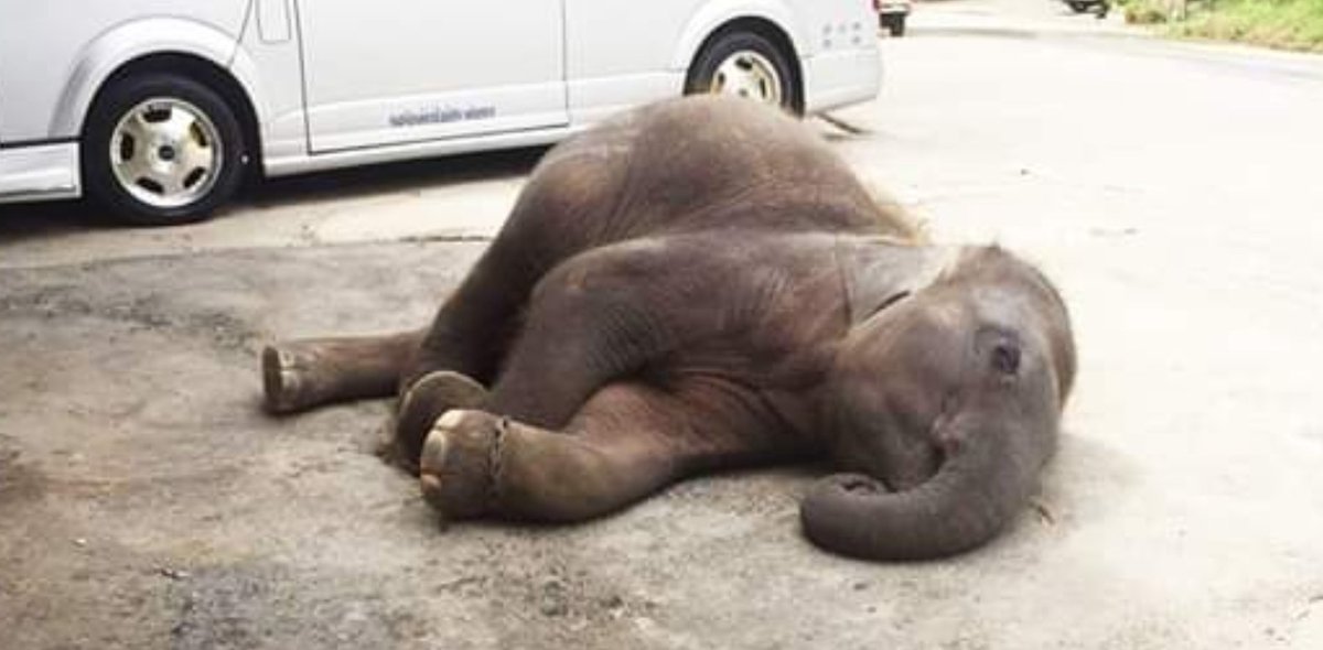 h0t_p0ppy's tweet photo. #phuket #Thailand
#tourists
Please please DO NOT support elephant tourism.
This baby ele (stolen from the wild)
Beaten until submition has no water  no shade, no food.
This is animal abuse #OpFunKill https://t.co/M3nghdkFMg
