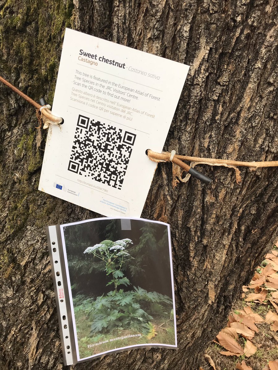 RosaAriasAlv's tweet photo. Identifying invasive alien species with #citizenscience Another App for the #environment developed in the framework of the #MyGeoss Project such as @Odourcollect #OdourObservatory #JRC https://t.co/KkxzzTvk9t
