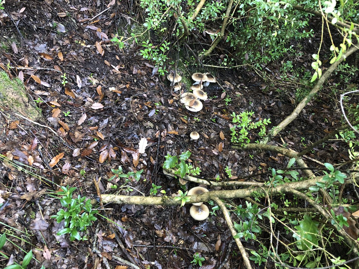 Toni_Manzaneque's tweet photo. Ja les tenim aquí  #llanega #bagespower #hygrophorus https://t.co/CbxexrUkXj