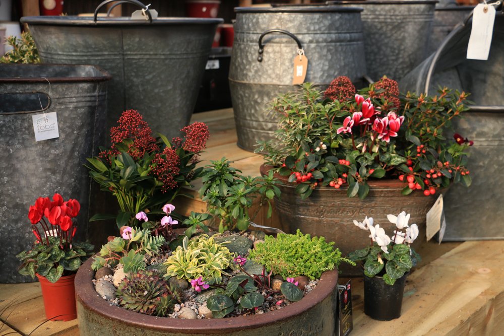 PottyPreston's tweet photo. Alpine and succulents make wonderful containers. They are very#hardy and easy to neglect without damamage!
#Wintergardens #beautifulgardens #Englishgardens #winterpots #winterhangingbaskets #prestonbissettnurseries
#succulents
#alpines https://t.co/QOKr7MWHiR