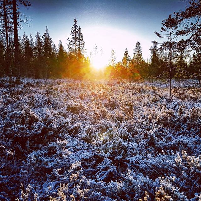 thisisFINLAND's tweet photo. RT @VisitRovaniemi: We wish for snow, but we're happy to have these crispy &amp; frosty mornings! ❤️ #visitrovaniemi #winter #snowsituation https://t.co/XbFdnDOhPL https://t.co/cLfSBgVLNS