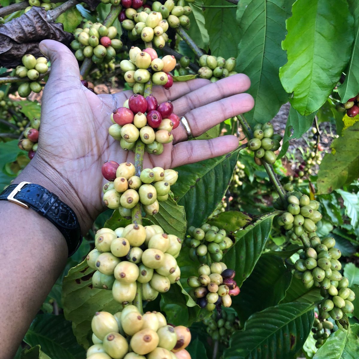 peggydiby's tweet photo. These are not just #coffee cherries. This is the great achievement of the passion #nescafeplan ⁦@Nestle⁩ #GrownRespectfully #Vietnam @Nescafé Stay tunned for the full story next week. https://t.co/9F4BUc8aCG