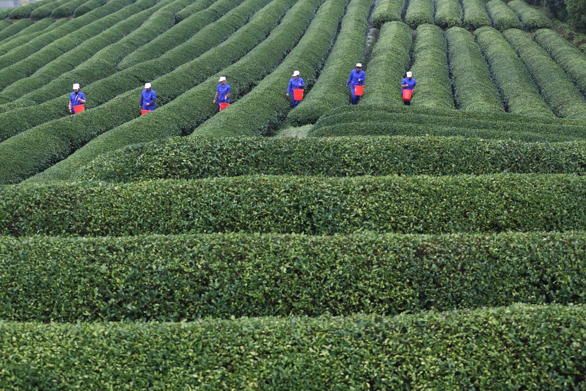 ADB_HQ's tweet image. #Ecommerce have vitalized rural markets in the PRC by improving the quality of agricultural produce and connecting small farmers with big markets.  bit.ly/2A5Ct8K #InternetPlus