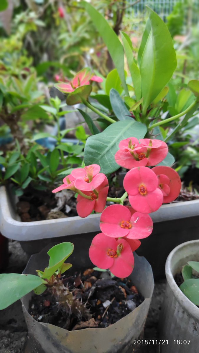 mirulwahmad's tweet photo. nga pan mah mek
#testkamera
#pocophoneF1
#POCOF1 https://t.co/EKwThrFVcA