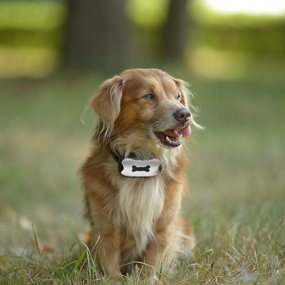 Amazon Choice Dog No Bark Collar, 
please PM me if interests. 
#barkcollar, #dog, #trainingcollar