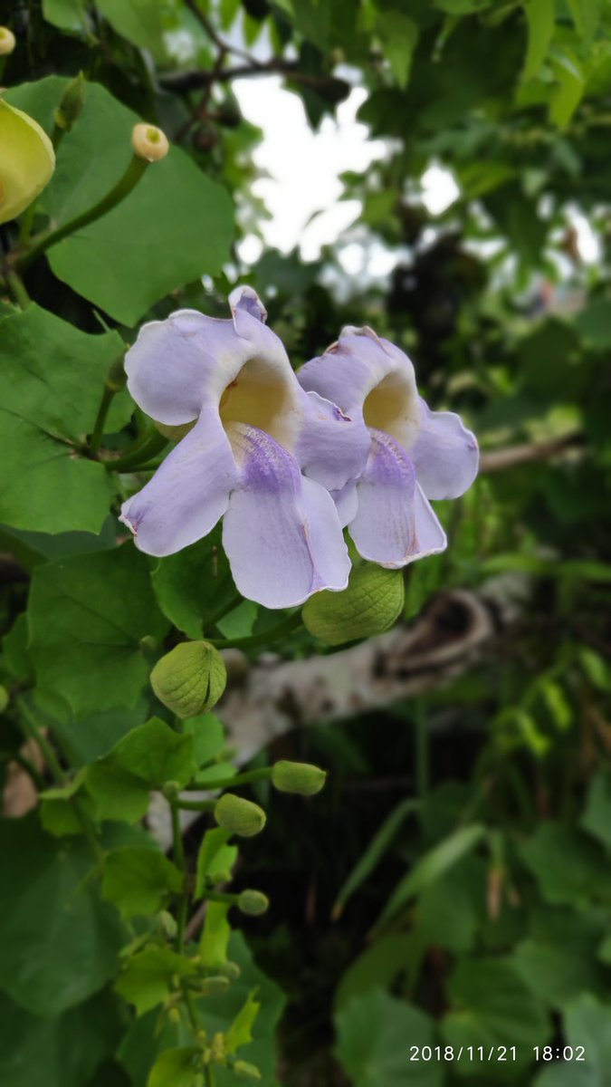 mirulwahmad's tweet photo. nga pan mah mek
#testkamera
#pocophoneF1
#POCOF1 https://t.co/EKwThrFVcA
