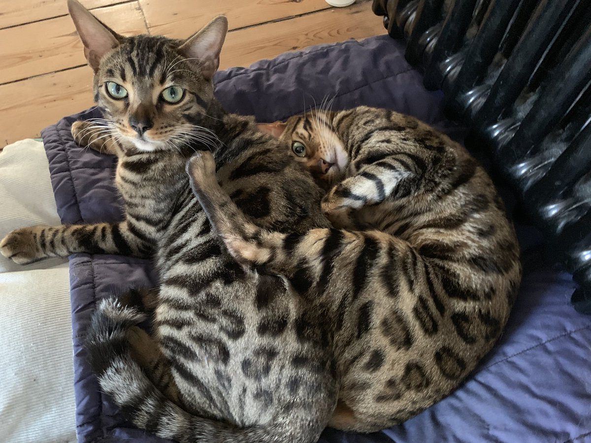 BengalWilma's tweet photo. Today is a radiator day .. its chilly! 😽🐾 #BengalBundle #WinterHere #cuddles #WhiskersWednesday #GorgeousWilma #LittleFrank https://t.co/zVzeJ6zZwL
