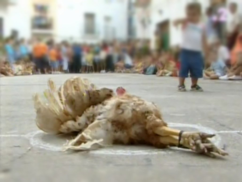 ACTYMA1's tweet image. ACTYMA DENUNCIA SOT DE CHERA (VALENCIA) POR LA CELEBRACIÓN DEL ESPECTÁCULO “EL POLLO EN LA PLAZA”. Al animal le atan las patas, le dan la vuelta a sus alas y cruzadas entre sí queda inmóvil vivo en el suelo, sufriendo vejaciones, extrema crueldad y maltrato.