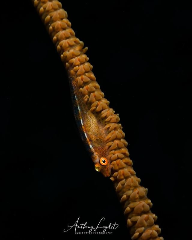 zesea's tweet photo. Whip coral goby (Bryaninops yongei) shot in the Maldives islands.
.
Photo by @anthonyleydet_uw_photography with Sony RX100-II in @isotta_underwater_housings and Quantum macro lens by @deepbluewest (Plongimage)
.
#scubadiving #underwater #goby #protectth… https://t.co/AnQ9QartED https://t.co/9O4qFXX2Ek