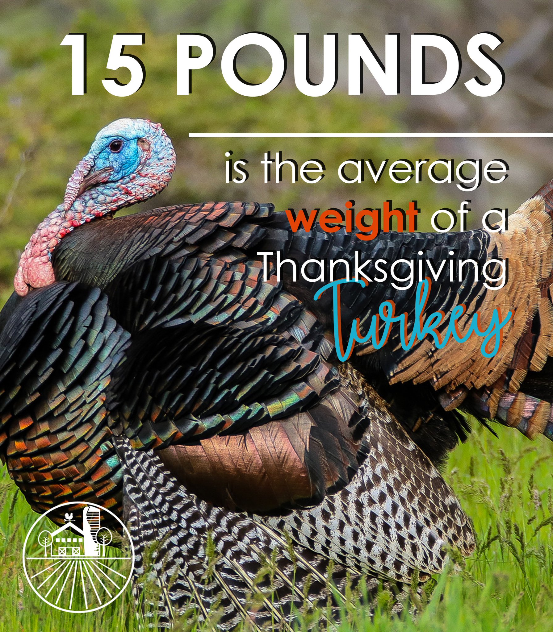 De Dept Of Ag No Twitter Did You Know That The Average Weight Of A Turkey Purchased At Thanksgiving Is 15 Pounds And Of Those 15 Pounds Normally 70 Is White Meat