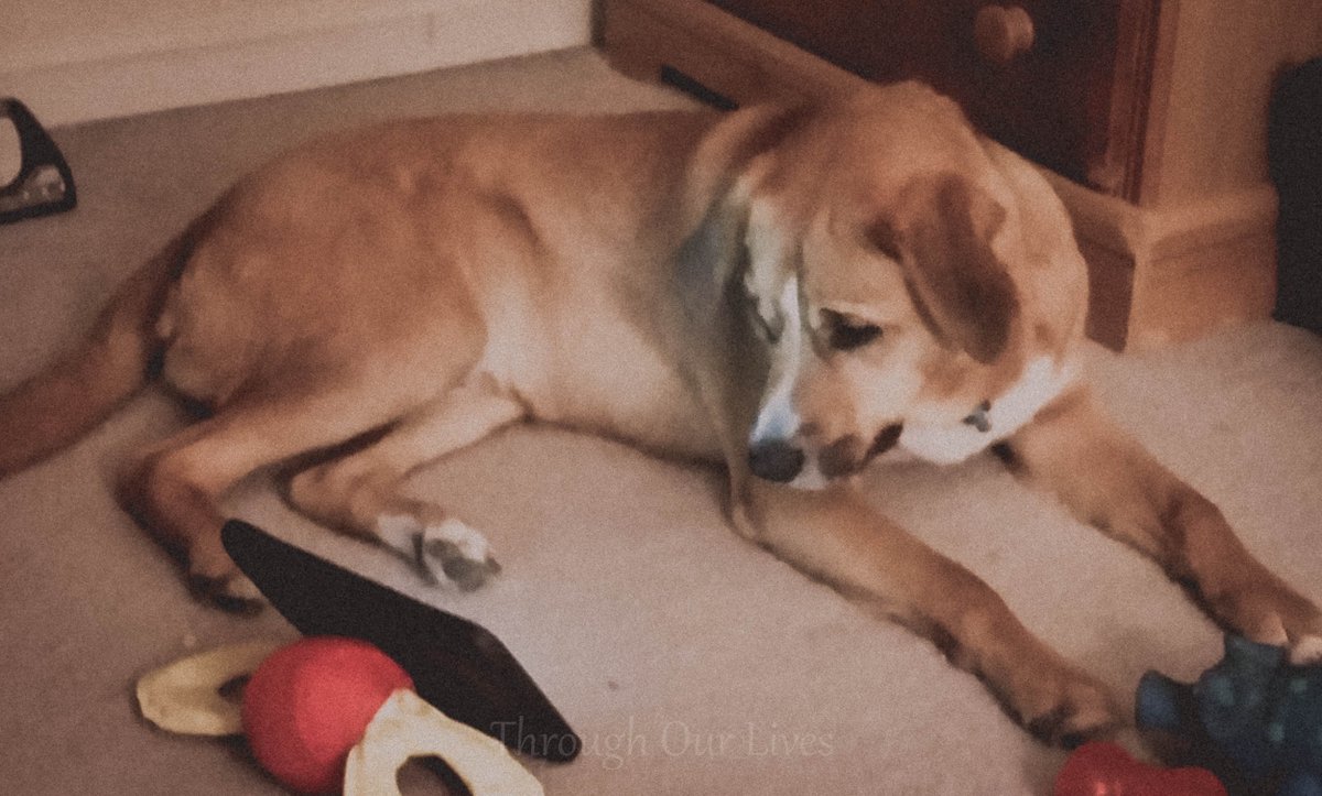 usmccarterswife's tweet photo. #Chewy was watching #thundercats on the #kindle lolol #mydogchewy #chewbacca #ThroughOurLives #dogs #doglovers #loverofdogs #muttnation #chewmeister #waybackwednesday #wednesday https://t.co/Js5F0yrVNe