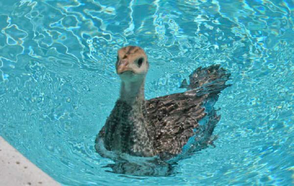 ncpoolfencepro's tweet photo. Is your pool safe while your busy in the kitchen this #ThanksGiving ? https://t.co/tuG9Isxpta