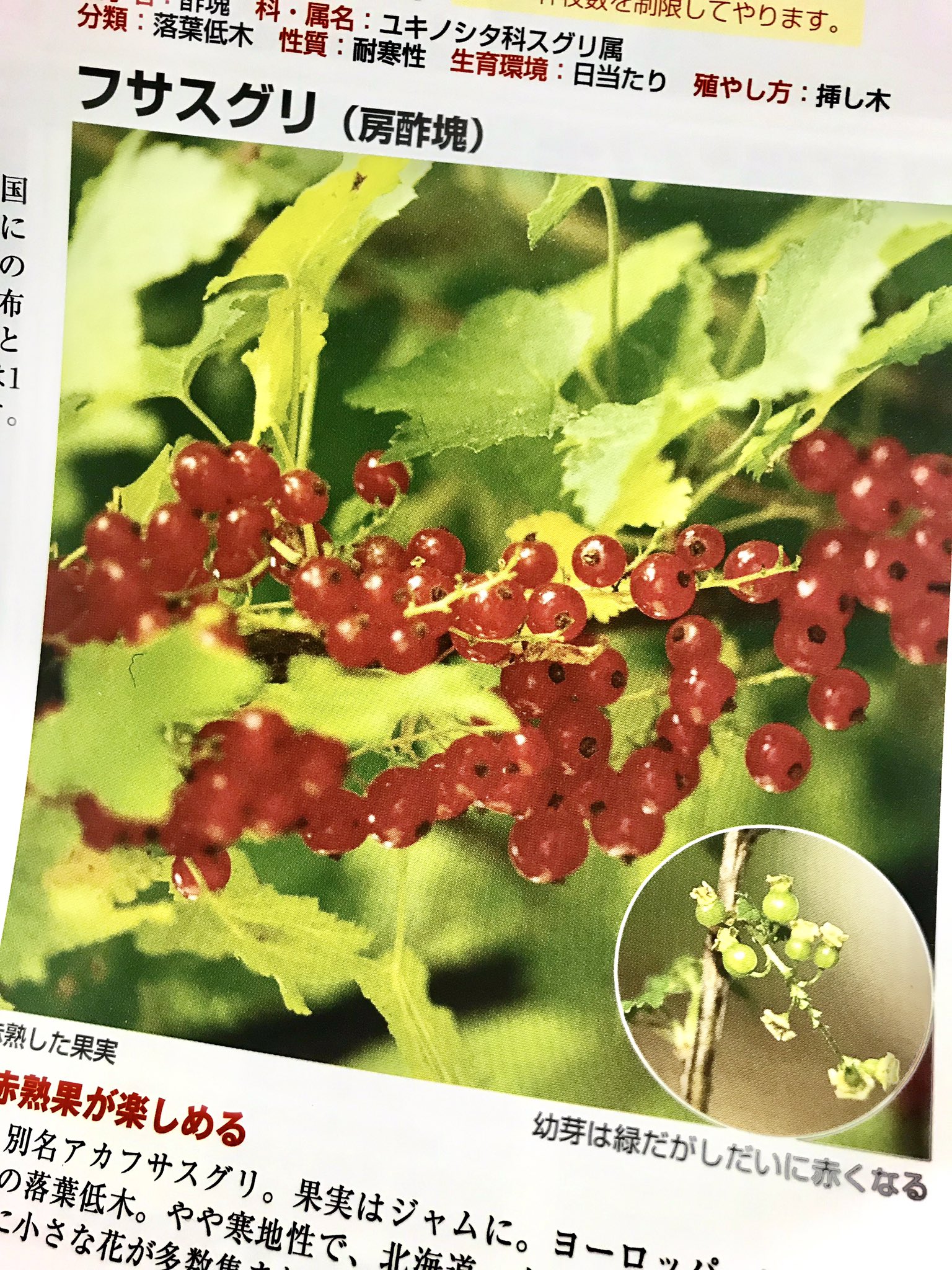 تويتر あおき على تويتر Ame 0104 Haribo好きだよ あのゴムみたいな食感 褒めてます 明治の果汁グミも好き ころろとか 柔らかいグミはちょっと苦手 黒すぐりって あまり聞かないよね カシスなら馴染みあるけど すぐり って名前が可愛い 赤いのは
