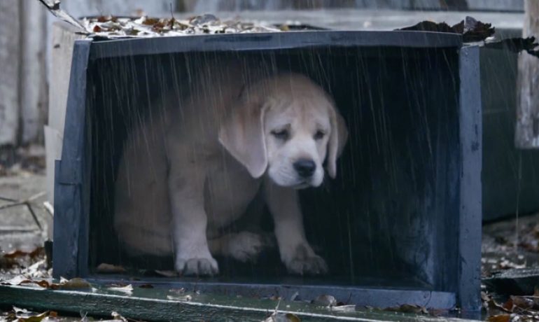 guardiacivil's tweet photo. Quien maltrata a un animal 🐶 😿 merece el mayor de los reproches. Hacerlo a su propia mascota no tiene nombre. 

#Denuncia el #MaltratoAnimal 
📲#062 #ElNuncaLoHaría #YoSiPuedoContarlo https://t.co/l49UAI5cY6