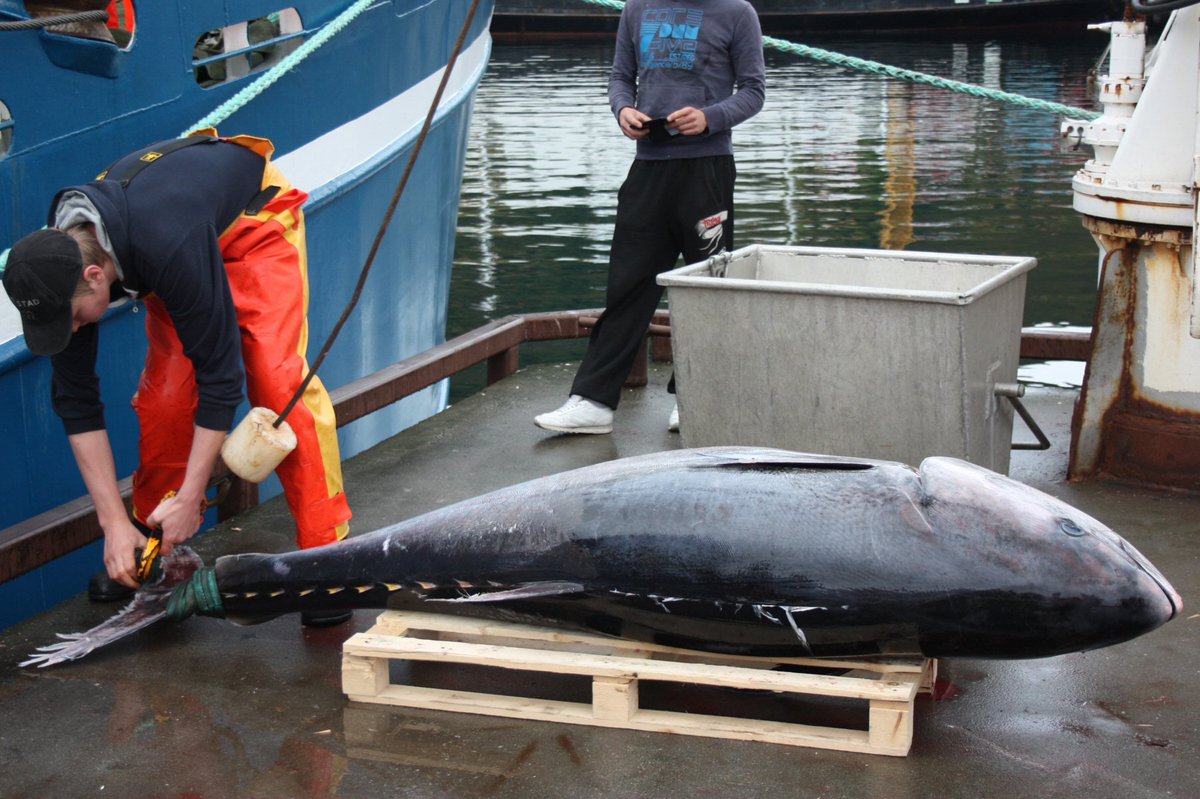 FiskarKjell's tweet photo. Gledelig med gode utsikter til et nytt godt fiske på makrellstørja! Min forventning er at flere fartøy, også den mindre delen av flåten, får fangste på #makrellstørje i årene fremover. Dette vil være med på å utvikle fiskeriet på en god måte. #fiskarlaget https://t.co/KwoYHcPHFP https://t.co/G9O35YzzqU