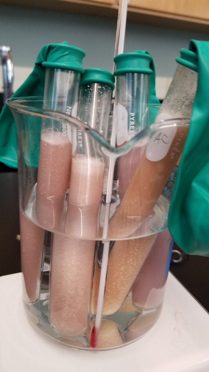 Lipenta_Bio's tweet photo. Experimenting to see what sugar does yeast like best. #biology #umhslearns https://t.co/rAWNzkPANa