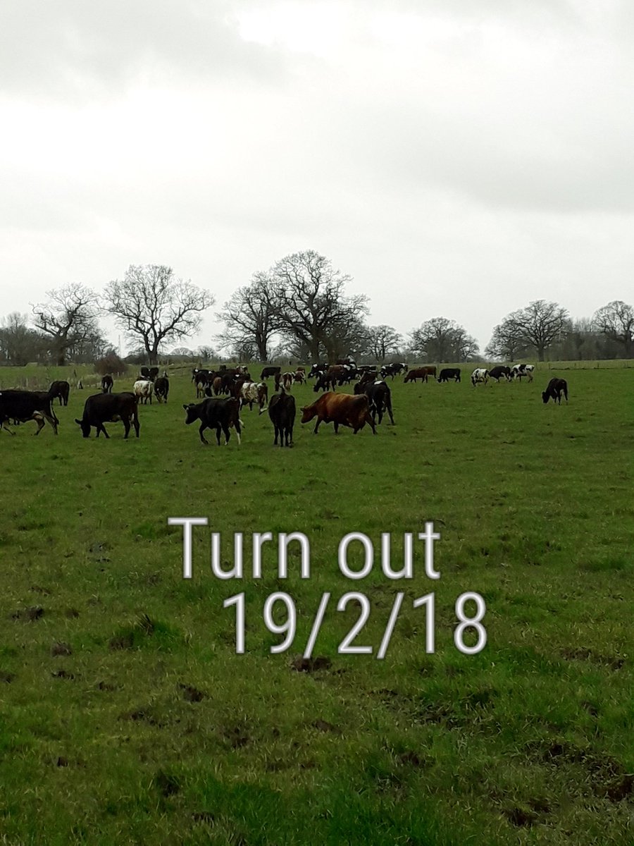 webscottfarm's tweet photo. Grazing season finally over, hopefully we wont see another one like this for a while #grasstomilk #organic https://t.co/OATBoeqoKn
