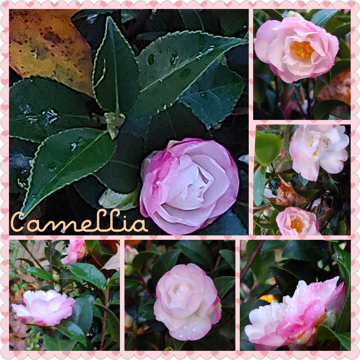 N_a_n_c_yBrown's tweet image. #Camellia #OctoberMagic still #blooming...#Thankful for all of #nature's beauty.