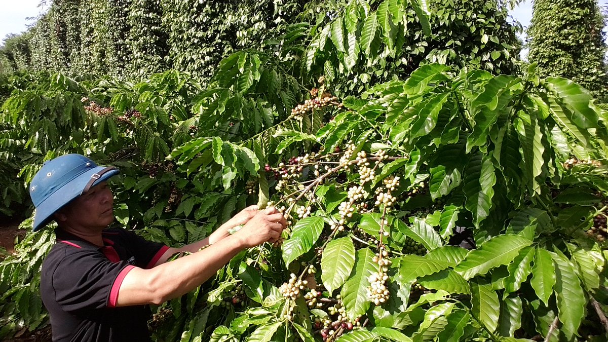 diyarista's tweet photo. LOOK: Coffee plants are growb together with pepper, among other plants, in the same farm in #NestleVietnam's #NescafePlan #GrownRespectfully @inquirerdotnet @InquirerBiz https://t.co/HQ3AuCkMxQ