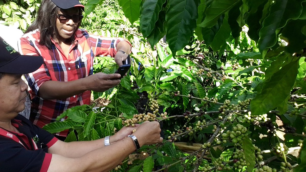 diyarista's tweet photo. LOOK: Coffee plants are growb together with pepper, among other plants, in the same farm in #NestleVietnam's #NescafePlan #GrownRespectfully @inquirerdotnet @InquirerBiz https://t.co/HQ3AuCkMxQ