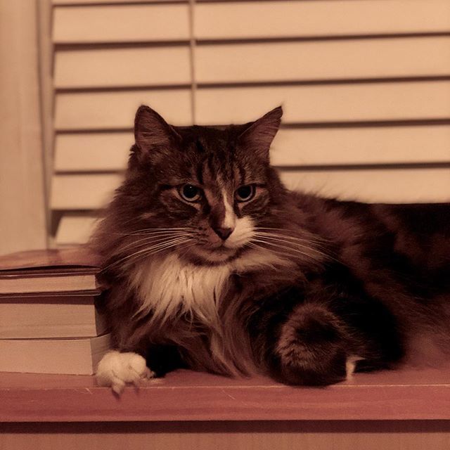 martinezpetz's tweet photo. Strike a meow.
.
.
.
.
.
 #catstagram #cats_of_instagram #kitten #catlove #instacat #cutecat #meow #katze #catlover #animalsofinstagram #catoftheday #cat_features #ilovemycat #catwalk #catlovers #kittylove #catsagram #catvalentine #lovecats  #newjersey #… https://t.co/Q2VDtZ696j https://t.co/WIN06LaYKU