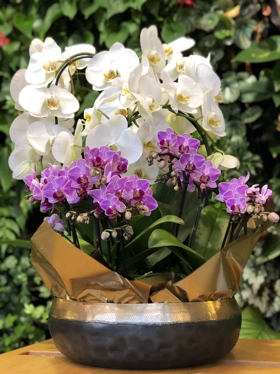 ExoticPlantStud's tweet photo. Fancy! 🤩👑🍾⚜️ #Phalaenopsis #Orchids #white #fancy #green #fresh  #exotixplantstud https://t.co/CsveiEmtYE