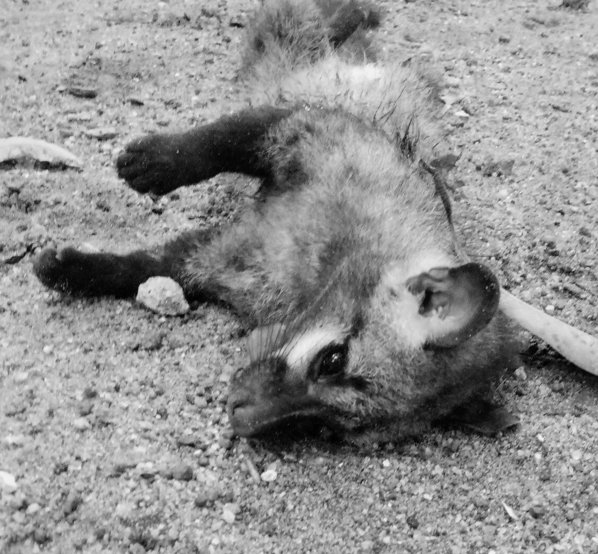 nvgpal79's tweet photo. Sad sighting,wish to see them alive. Hope to see them soon. Till then Rest in Peace #civet #wildlife #ripwild #indiancivet #indianwild #wilderness #WildlifeWednesday #WildAnimal #death #sighting #wildsighting #palmcivet @inbiodiversity @wildindia https://t.co/l2j6owB65b