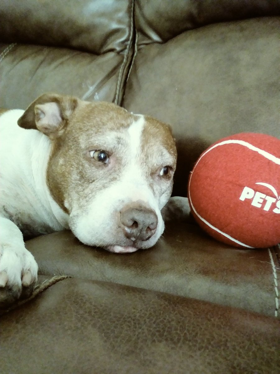 Pinellas County's Top Angler tweet media